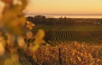 Weinrieden Herbst 2020